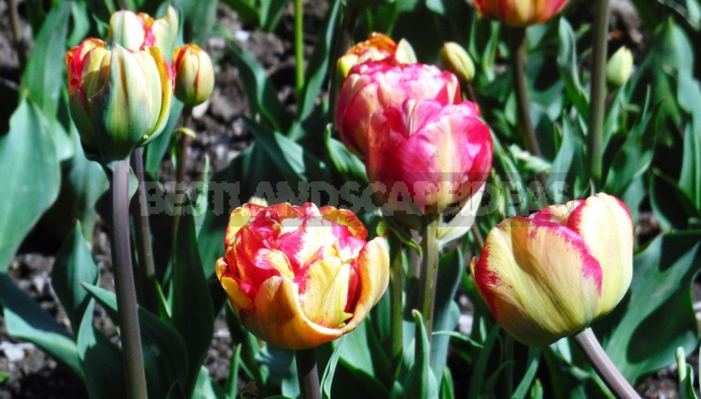 Terry Tulips: a Selection Of The Most Spectacular Varieties (Part 2)