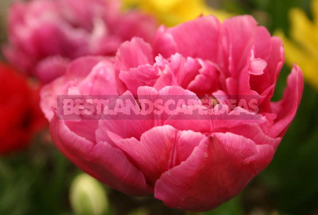 Terry Tulips: a Selection Of The Most Spectacular Varieties (Part 1)