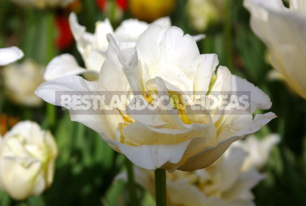 Terry Tulips: a Selection Of The Most Spectacular Varieties (Part 2)