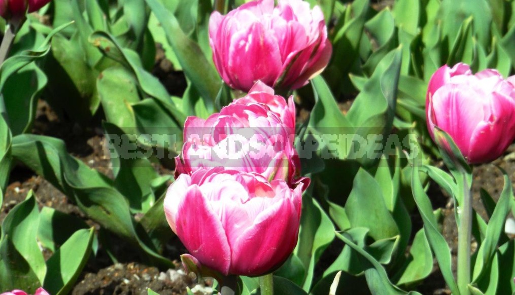 Terry Tulips: a Selection Of The Most Spectacular Varieties (Part 2)