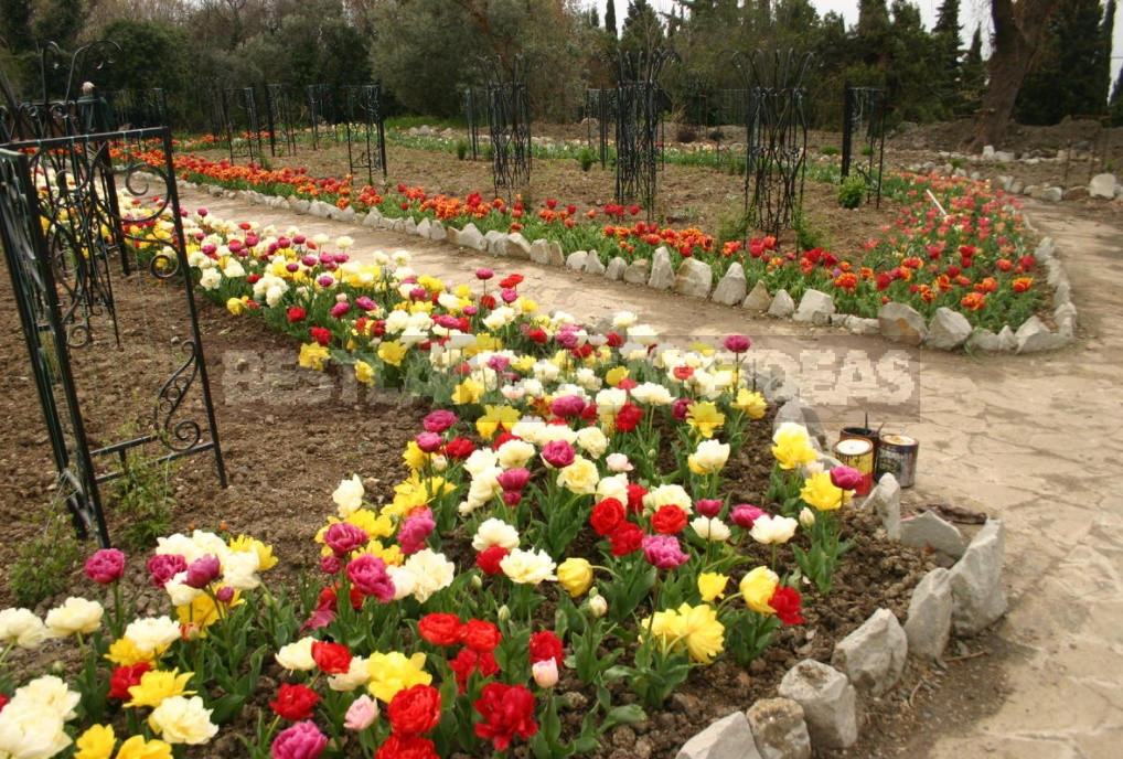 Terry Tulips: a Selection Of The Most Spectacular Varieties (Part 1)