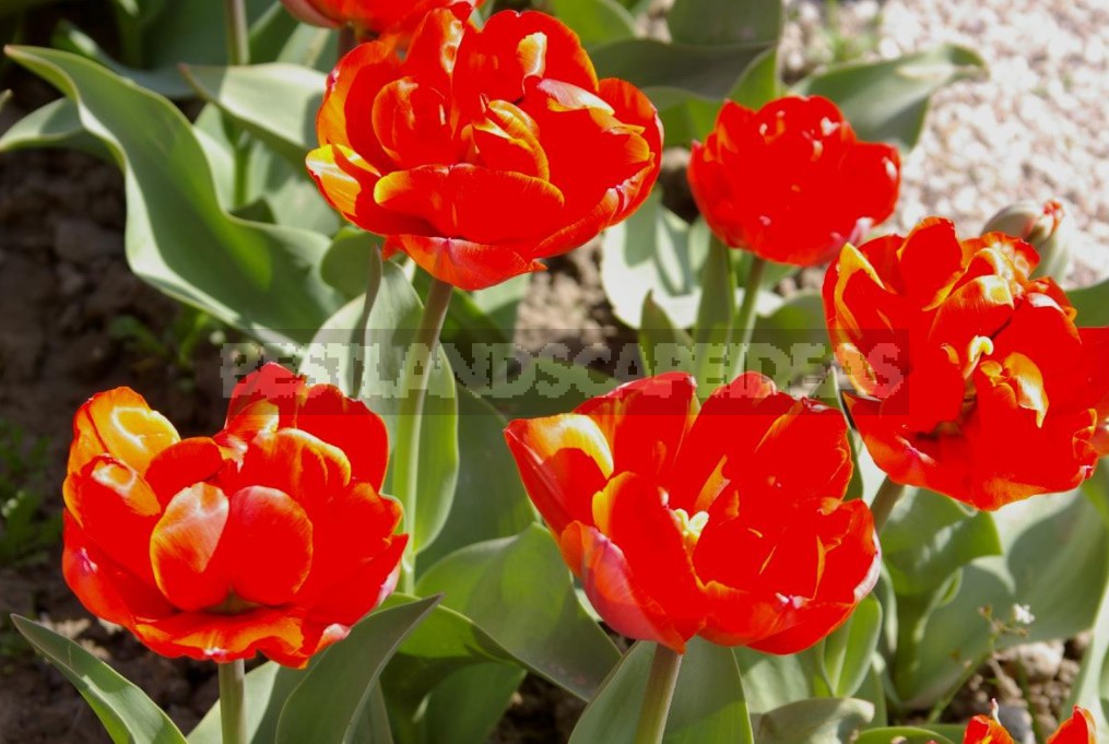Terry Tulips: a Selection Of The Most Spectacular Varieties (Part 1)