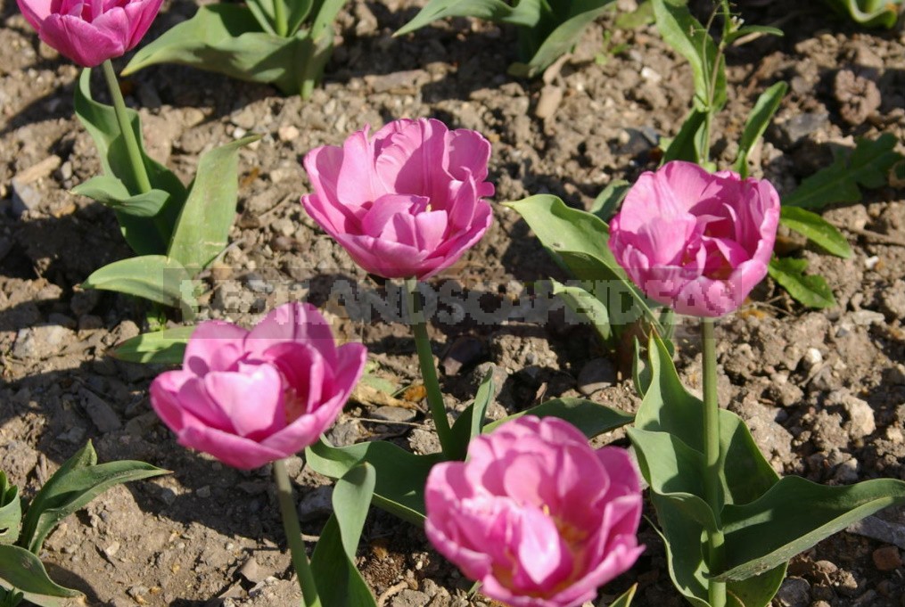 Terry Tulips: a Selection Of The Most Spectacular Varieties (Part 1)