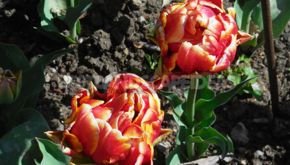 Terry Tulips: a Selection Of The Most Spectacular Varieties (Part 1)