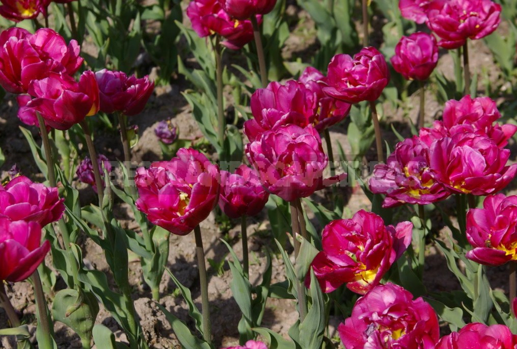 Terry Tulips: a Selection Of The Most Spectacular Varieties (Part 1)