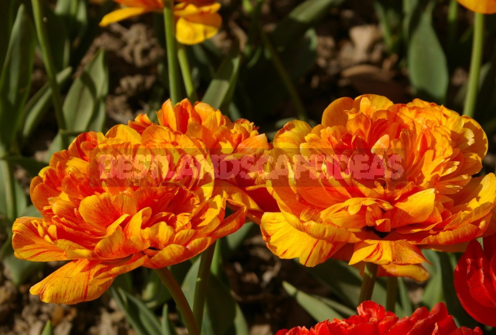 Terry Tulips: a Selection Of The Most Spectacular Varieties (Part 1)