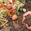 We Prepare Vermicompost From Food Waste At Home (Part 2)
