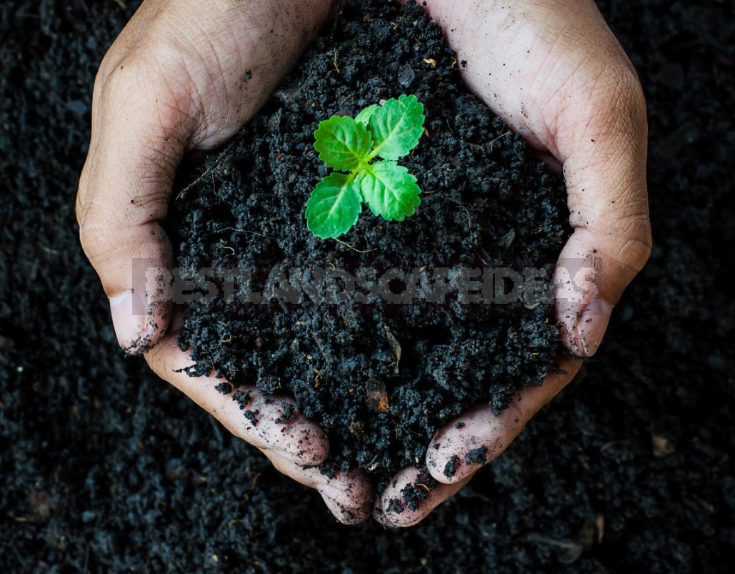 We Prepare Vermicompost From Food Waste At Home (Part 1)