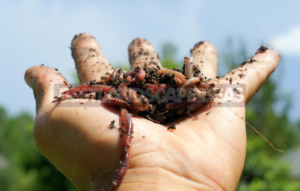 We Prepare Vermicompost From Food Waste At Home (Part 1)