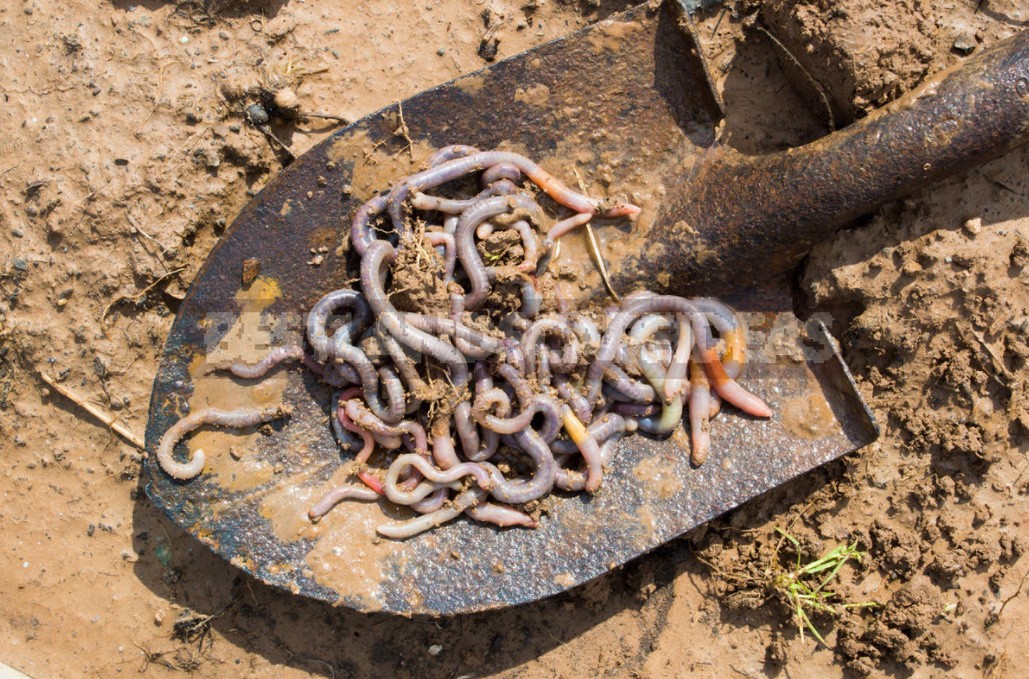 We Prepare Vermicompost From Food Waste At Home (Part 2)