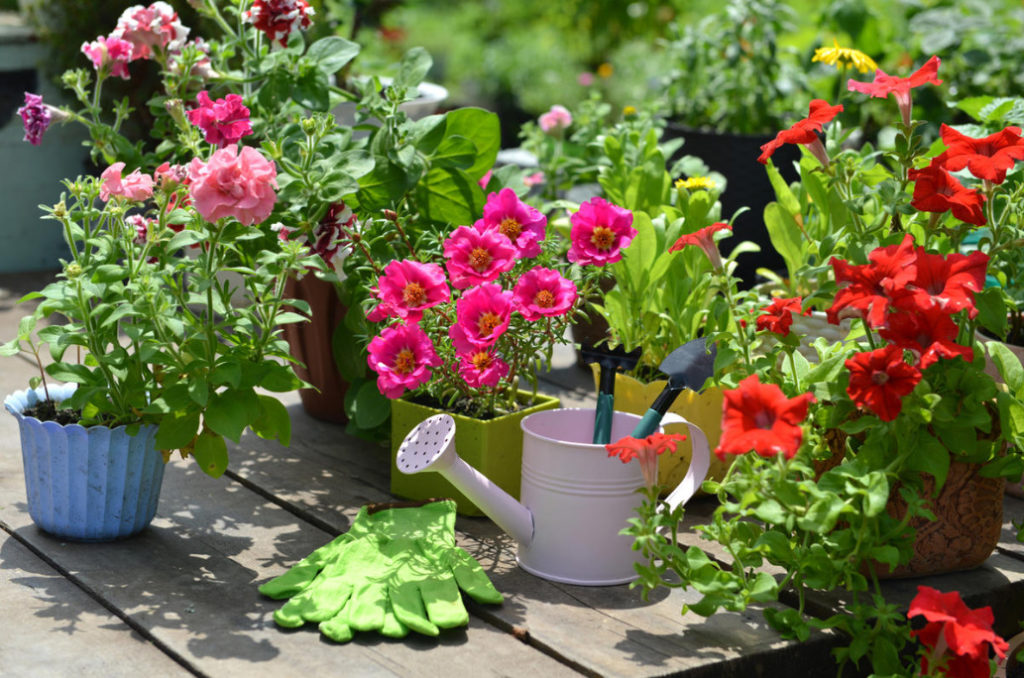 10 Plants That Bloom All Summer (Part 1)