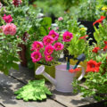 10 Plants That Bloom All Summer (Part 2)