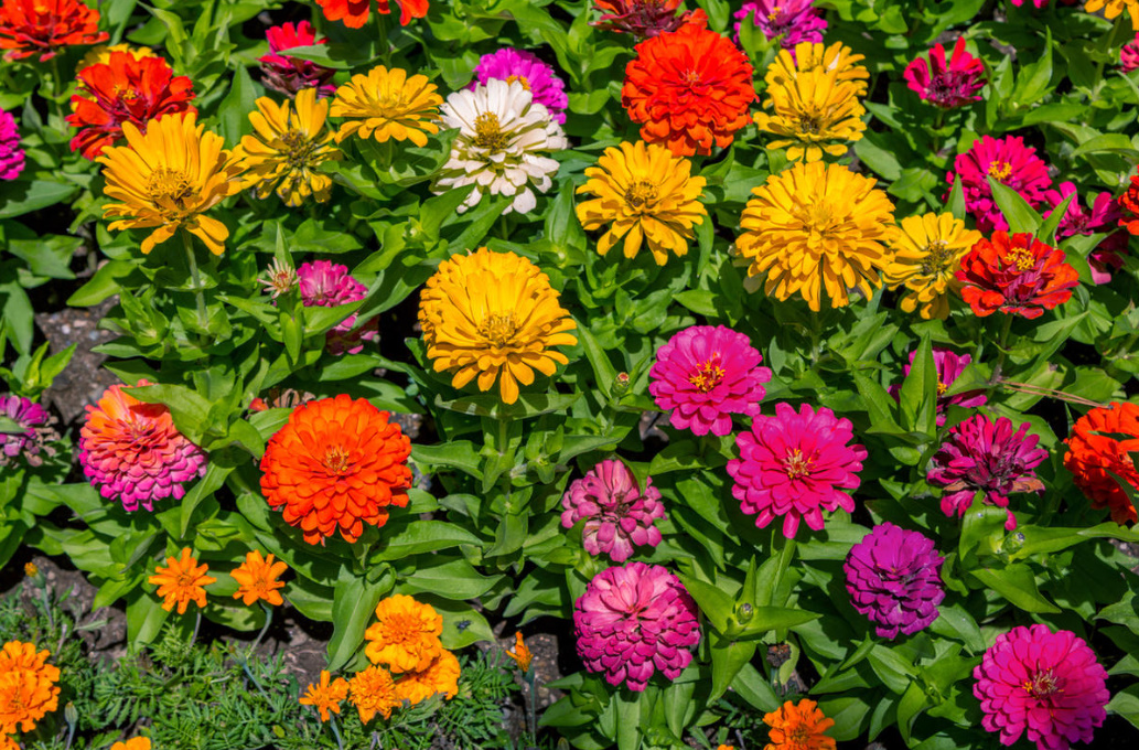 10 Plants That Bloom All Summer (Part 2)