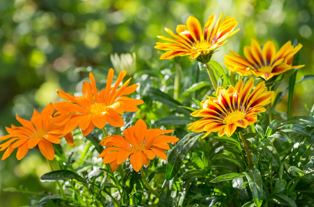 10 Plants That Bloom All Summer (Part 1)