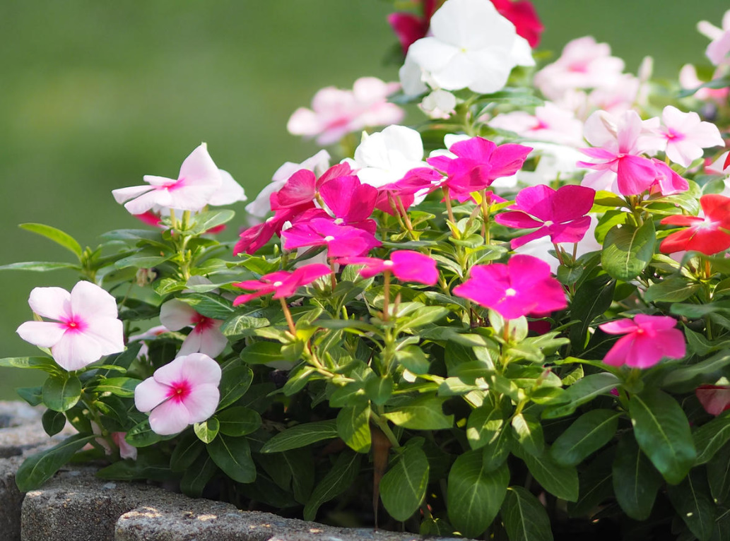10 Plants That Bloom All Summer (Part 1)