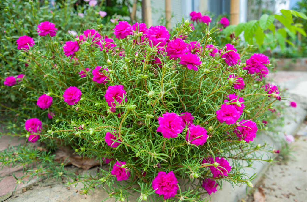 10 Plants That Bloom All Summer (Part 2)
