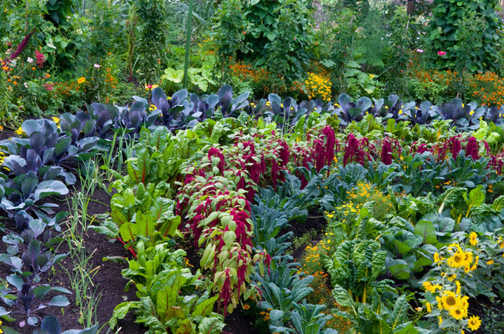 Beautiful Beds, a Beautiful Vegetable Garden: Ideas For Connoisseurs Of Beauty