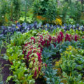 Beautiful Beds, a Beautiful Vegetable Garden: Ideas For Connoisseurs Of Beauty