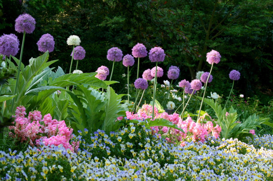 Beautiful Perennials In Flower Beds: Care, Varieties (Part 1)