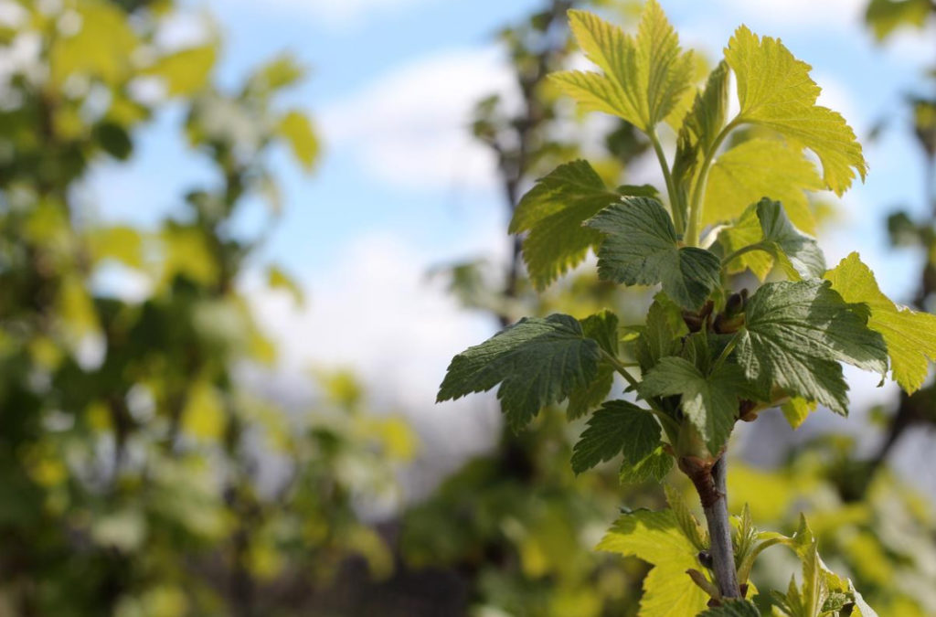 Black Currant Leaves For Use And Pleasure