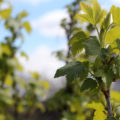 Black Currant Leaves For Use And Pleasure