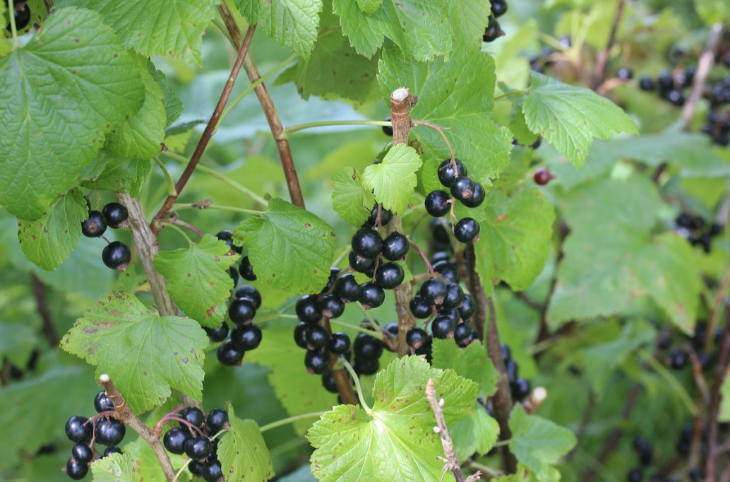 Black Currant Leaves For Use And Pleasure