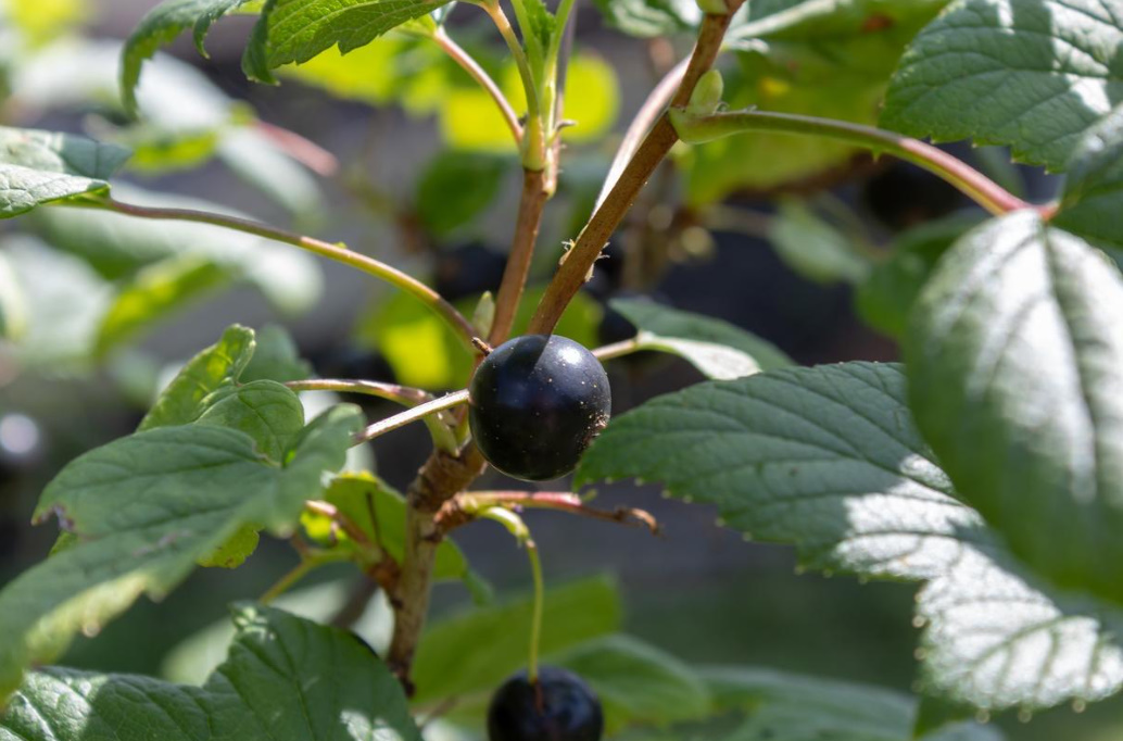 Black Currant Leaves For Use And Pleasure