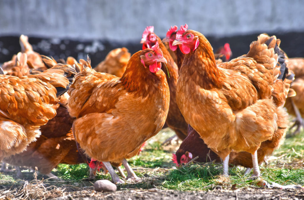 Chicken Manure: Benefits And Harms, Application Features
