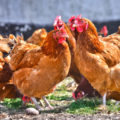 Chicken Manure: Benefits And Harms, Application Features