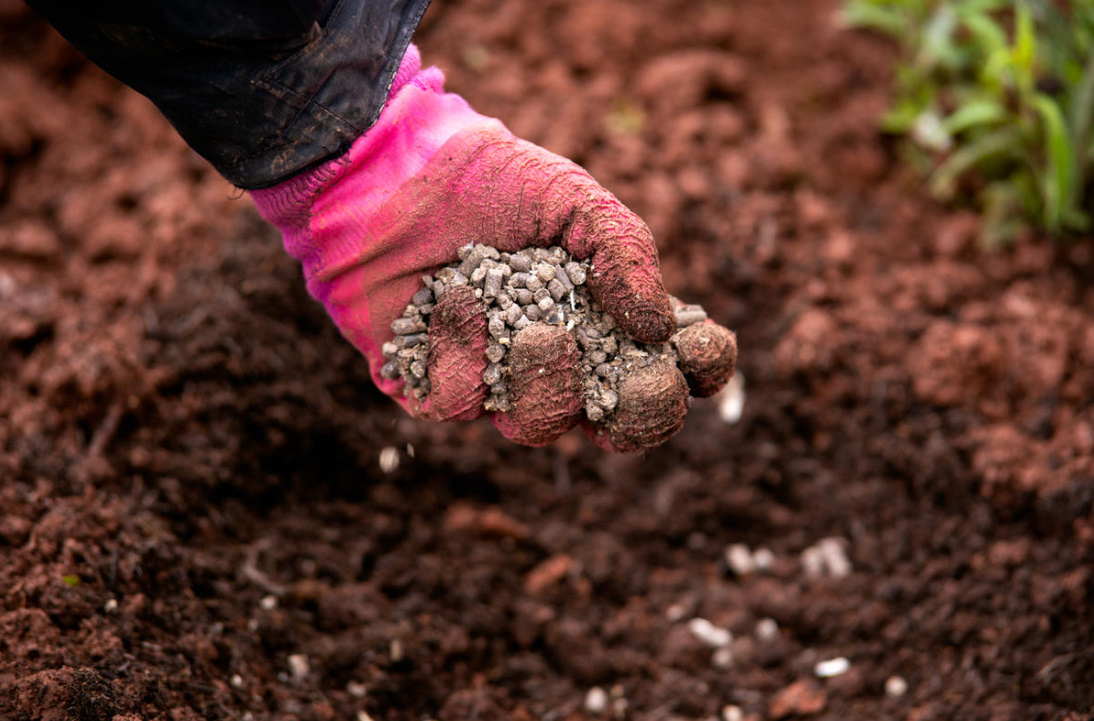 Chicken Manure: Benefits And Harms, Application Features