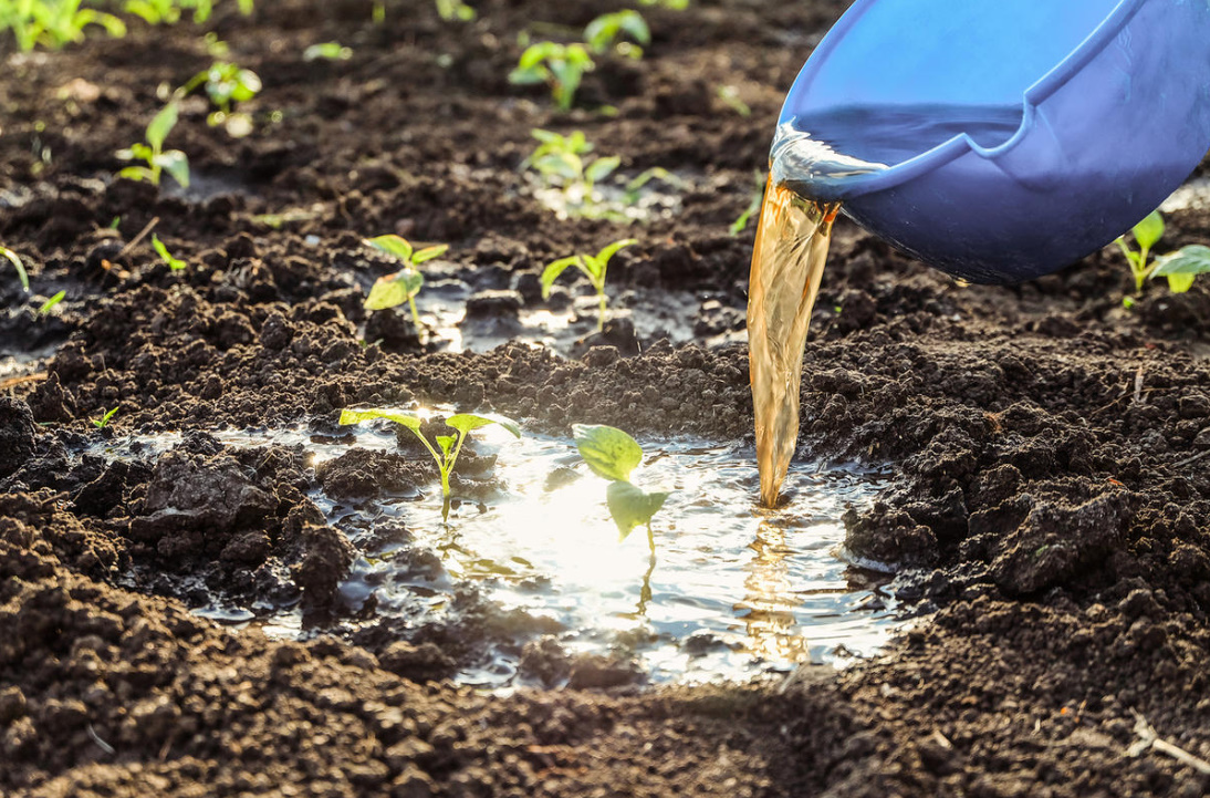 Chicken Manure: Benefits And Harms, Application Features