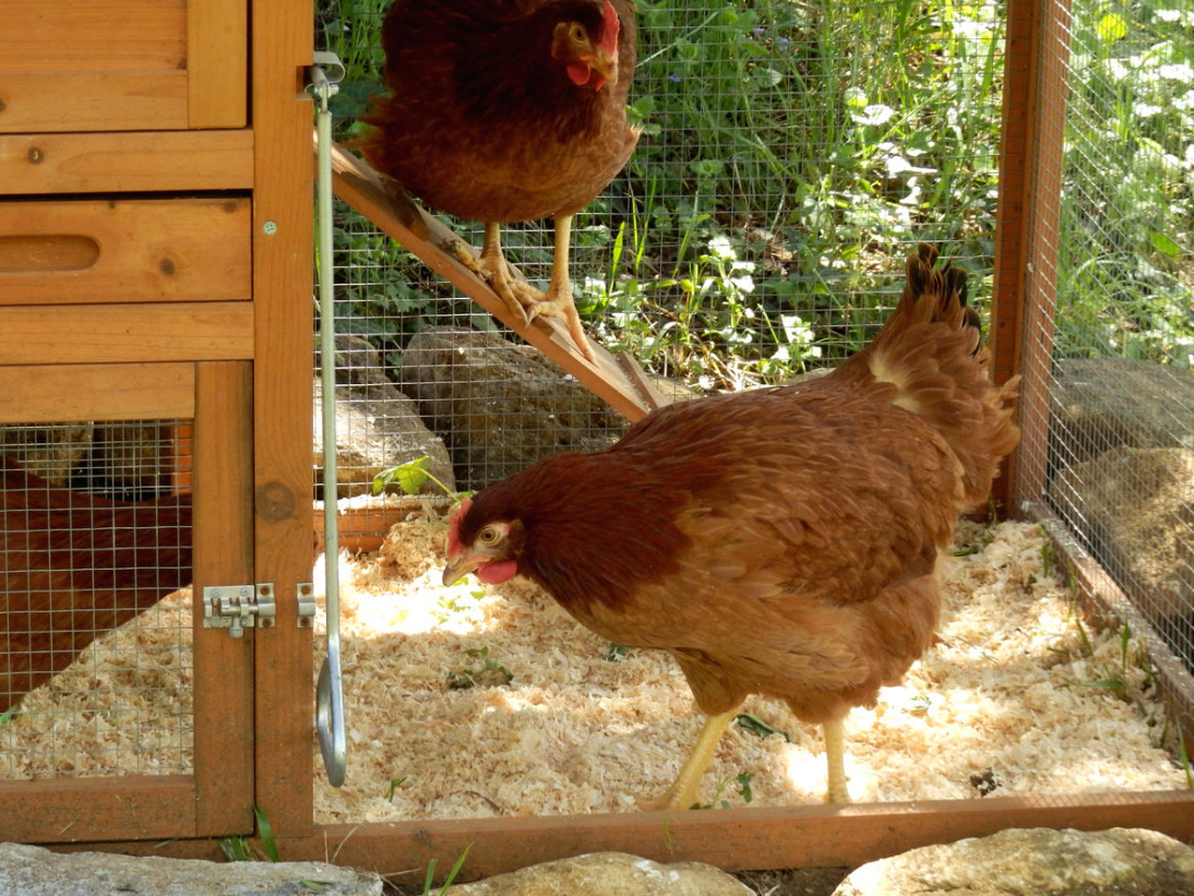 Chicken Manure: Benefits And Harms, Application Features