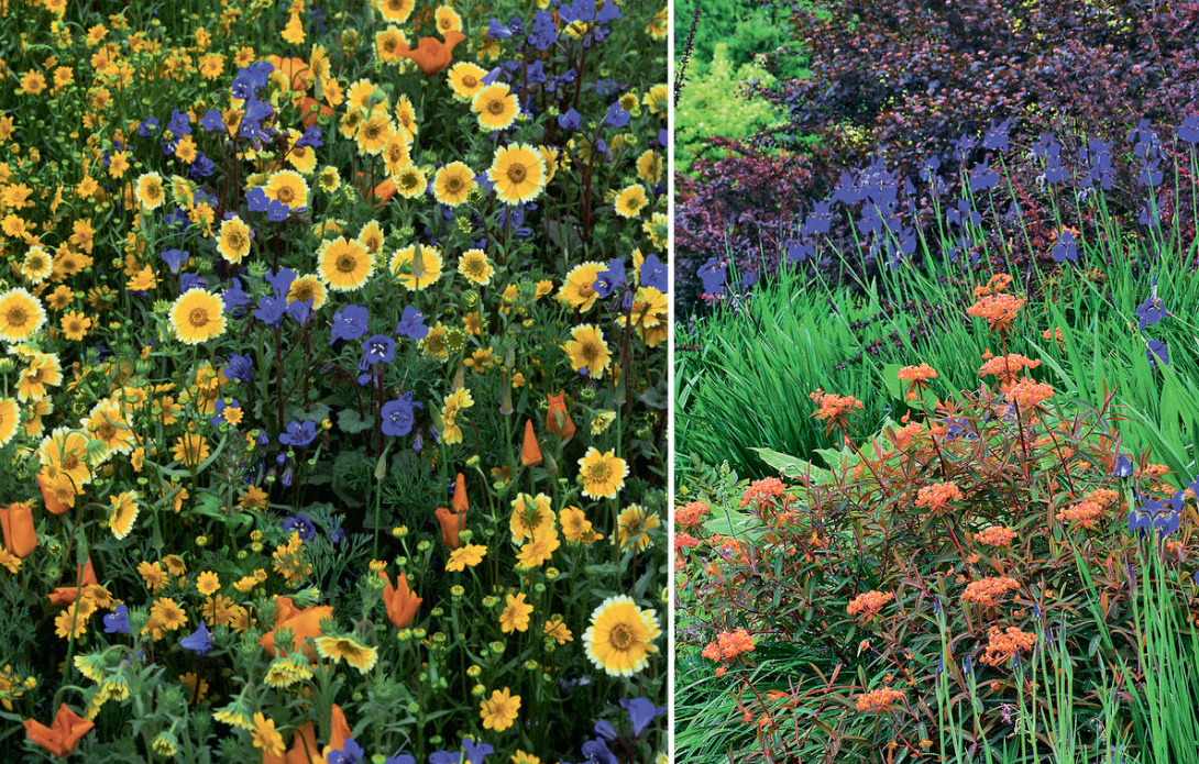 Creating a Harmonious Flower Garden: Learning To Combine Colors