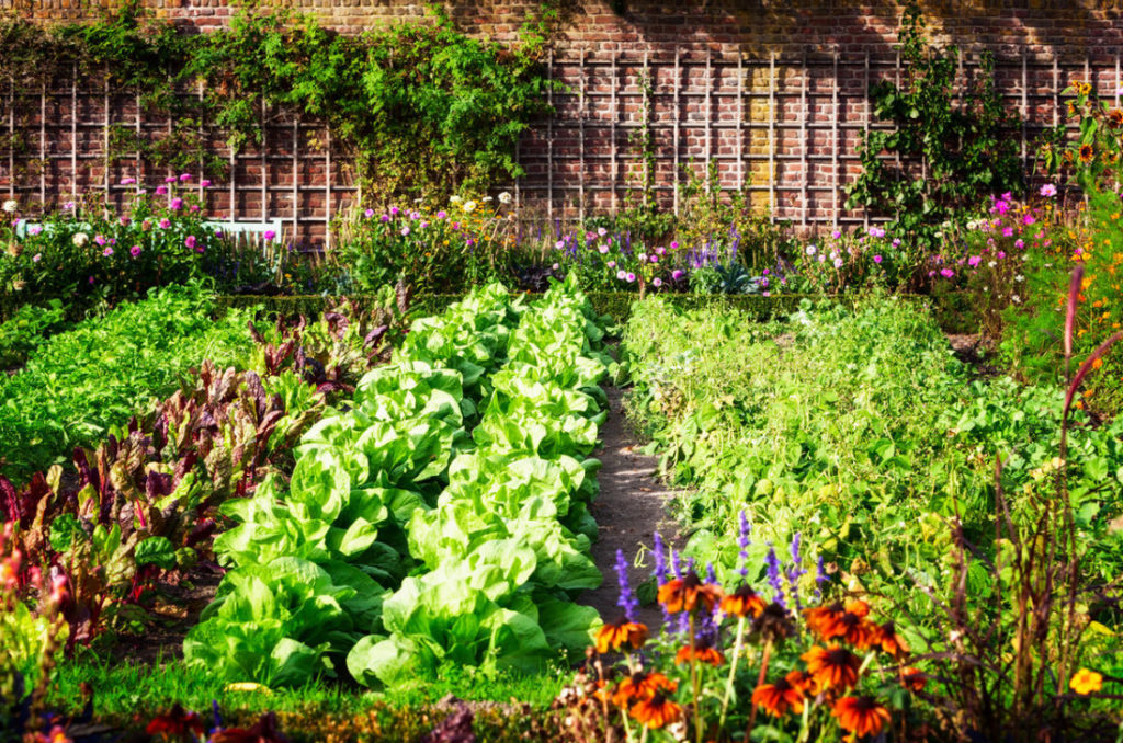 Decorative Vegetable Garden: Beautiful And Edible Plants (Part 1)