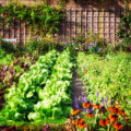 Decorative Vegetable Garden: Beautiful And Edible Plants (Part 2)