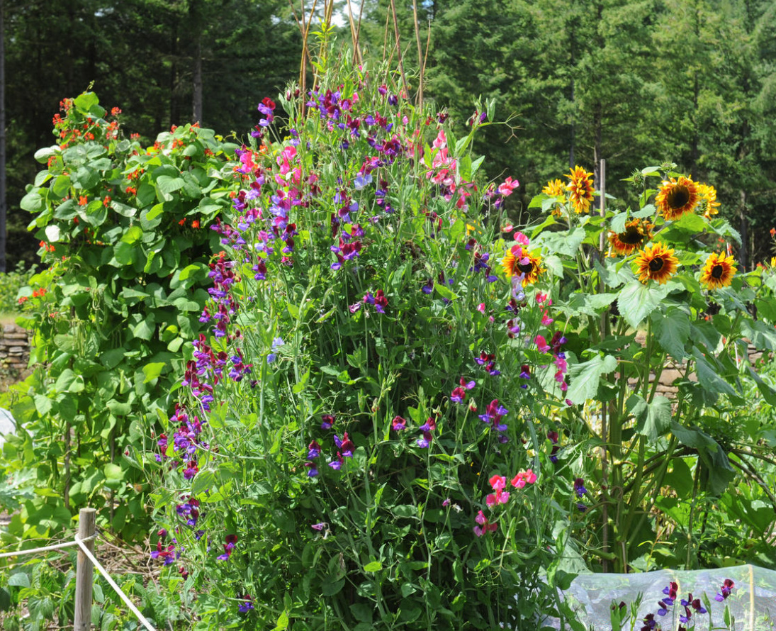Decorative Vegetable Garden: Beautiful And Edible Plants (Part 2)
