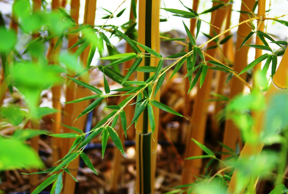 Exotic Bamboos And The Possibility Of Growing Them In The Middle Zone