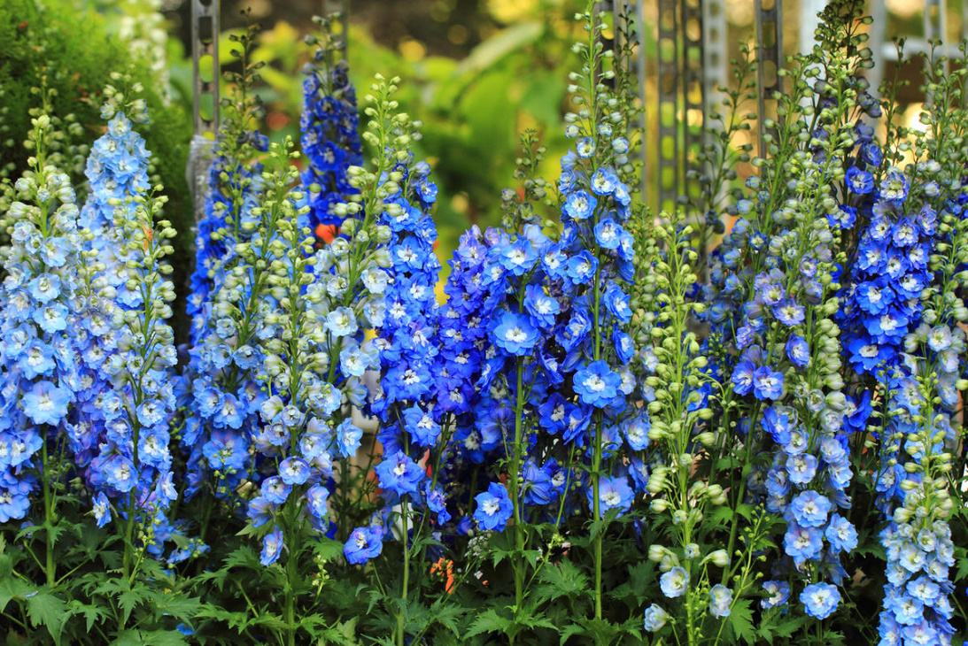 Five Plants With Beautiful Blooms: Summer Garden Hits (Part 1)