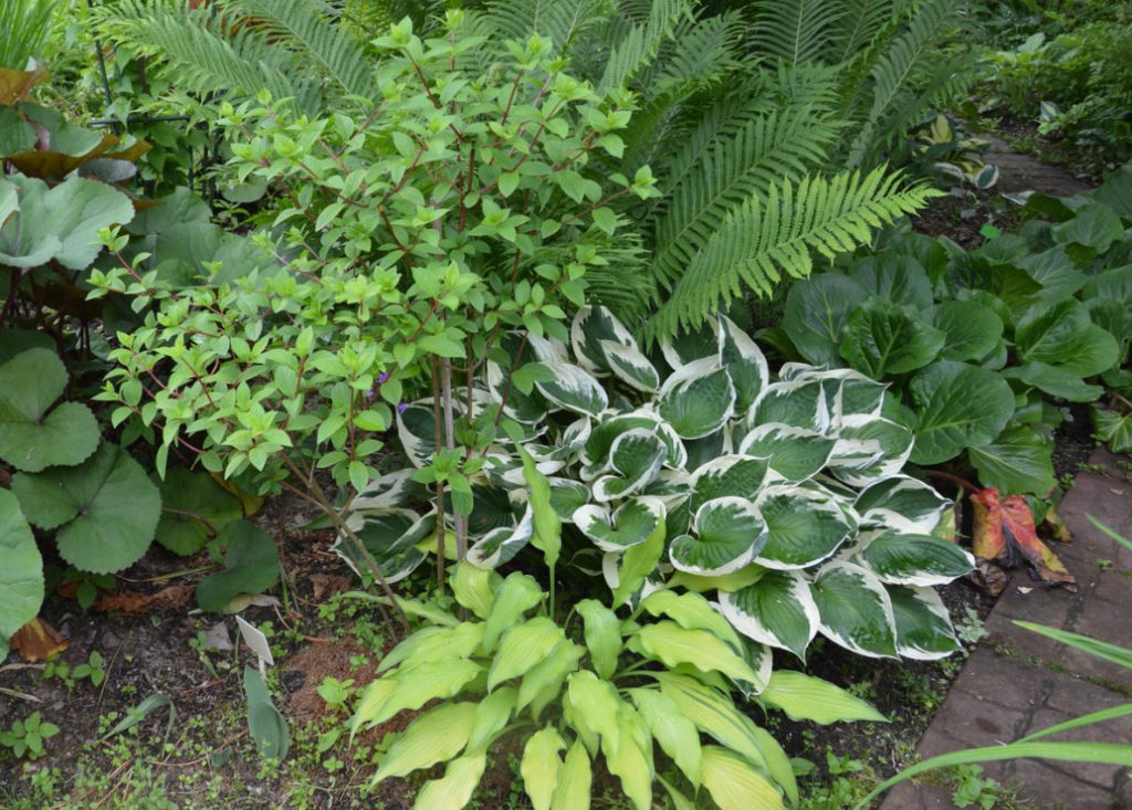 Growing Hosts In The Garden: Secrets Of Success (Part 2)