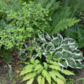 Growing Hosts In The Garden: Secrets Of Success (Part 1)
