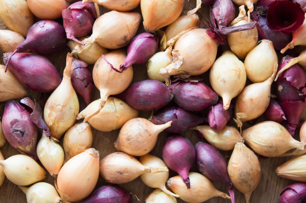 Growing Onions From Sowing: 7 Important Conditions