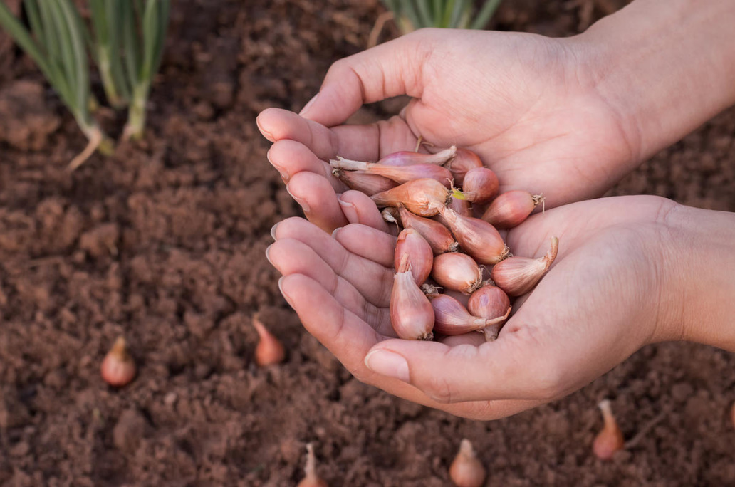 Growing Onions From Sowing: 7 Important Conditions