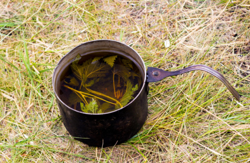 Herbal Medicines: What Are There And How To Cook Them