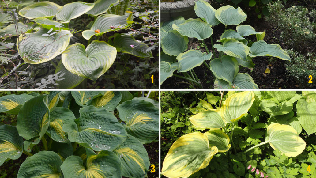 Hosts: Classification Of Varieties By Bush Size And Shape, Leaf Texture