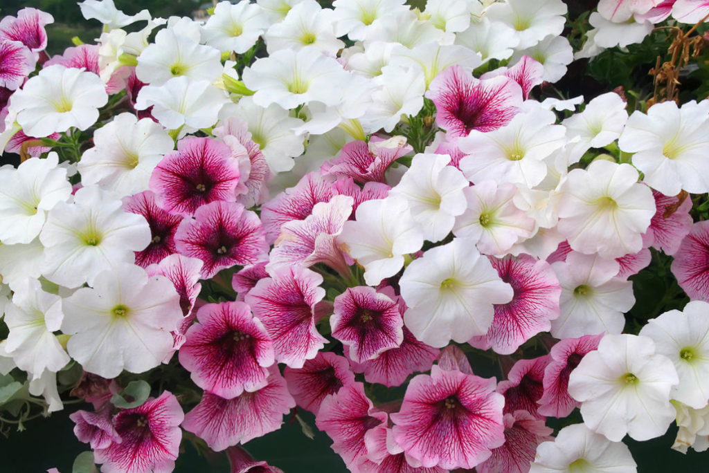 How To Plant a Petunia So That It Blooms Luxuriantly All Summer
