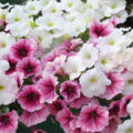 How To Plant a Petunia So That It Blooms Luxuriantly All Summer
