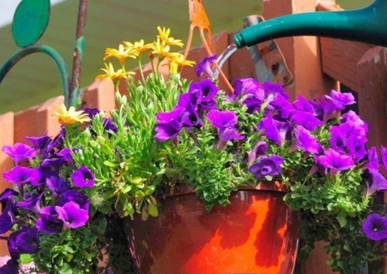 How To Plant a Petunia So That It Blooms Luxuriantly All Summer