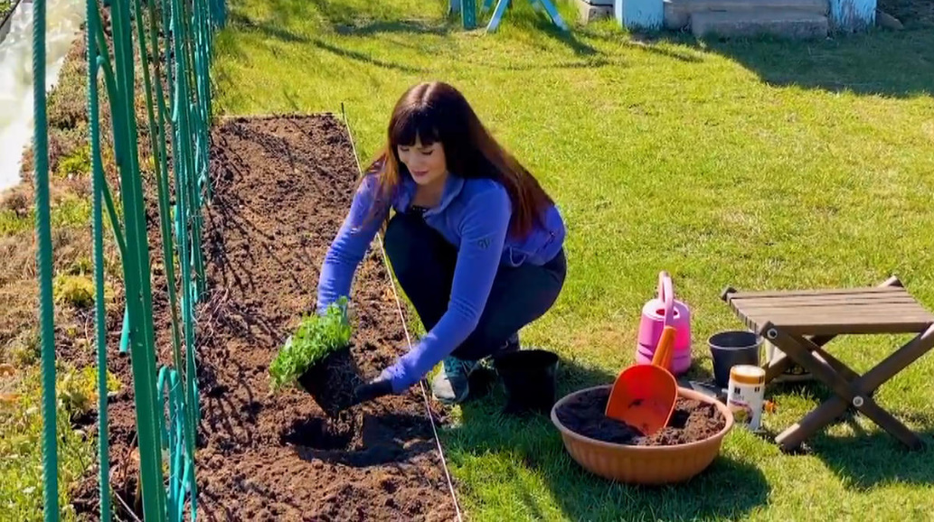 How To Plant a Petunia So That It Blooms Luxuriantly All Summer