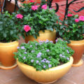 How To Arrange a Patio In English Style: Plant Selection And Design