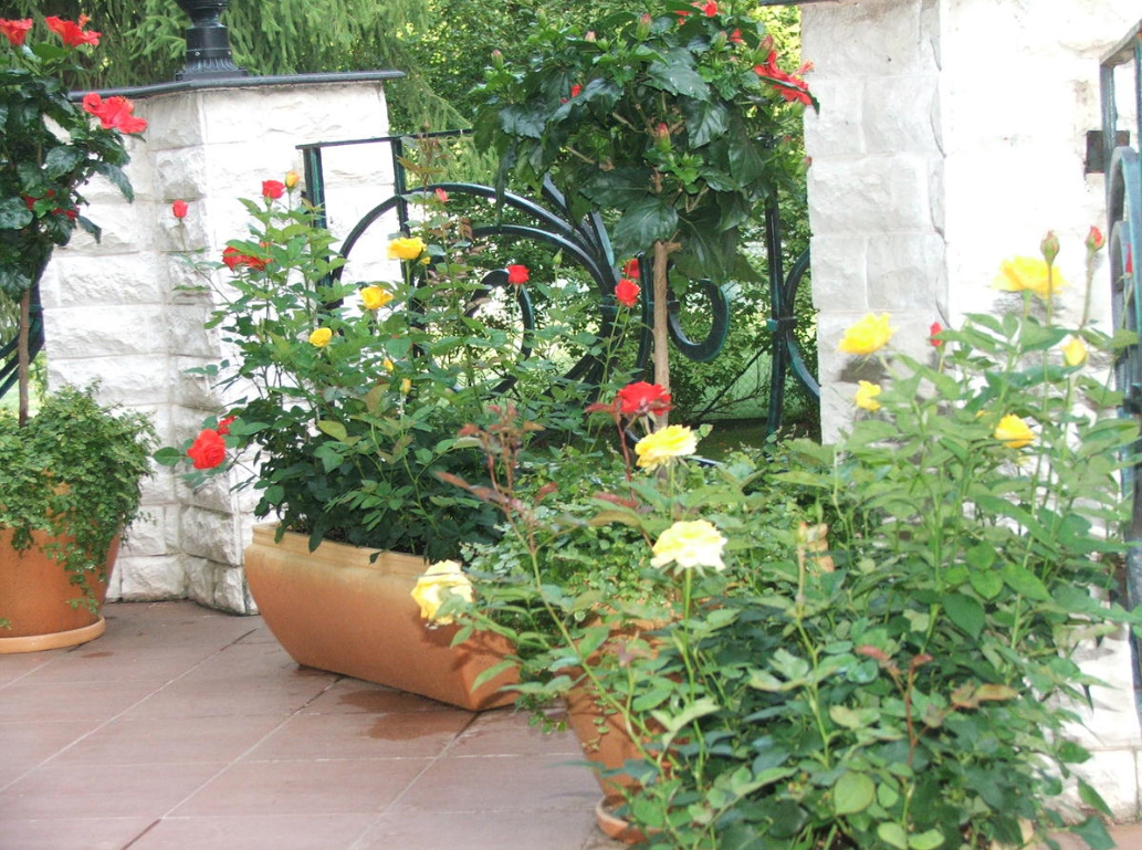 How To Arrange a Patio In English Style: Plant Selection And Design